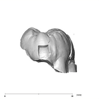 SK 851 Paranthropus robustus LRM3 distal