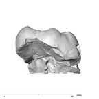 SK 851 Paranthropus robustus LRM3 lingual