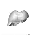 SK 851 Paranthropus robustus LRM3 mesial