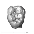 SK 851 Paranthropus robustus LRM3 occlusal