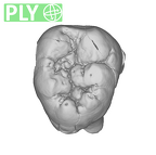 SK 851 Paranthropus robustus LRM3 ply