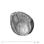 SK 852 Paranthropus robustus LLC apical
