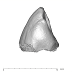 SK 852 Paranthropus robustus LLC distal