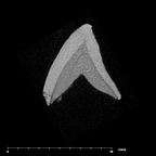 SK 852 Paranthropus robustus LLC internal