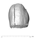 SK 852 Paranthropus robustus LLC labial
