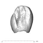 SK 852 Paranthropus robustus LLC lingual