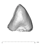 SK 852 Paranthropus robustus LLC mesial