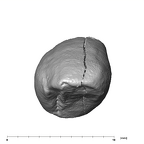 SK 852 Paranthropus robustus LLC occlusal