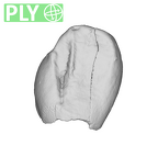 SK 852 Paranthropus robustus LLC ply