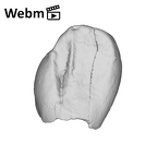 SK 852 Paranthropus robustus LLC ply movie