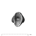 SK 852 Paranthropus robustus LLI1 apical
