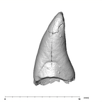 SK 852 Paranthropus robustus LLI1 distal