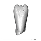 SK 852 Paranthropus robustus LLI1 labial