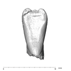 SK 852 Paranthropus robustus LLI1 lingual