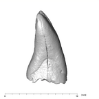 SK 852 Paranthropus robustus LLI1 mesial