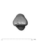 SK 852 Paranthropus robustus LLI1 occlusal