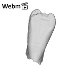 SK 852 Paranthropus robustus LLI1 ply movie