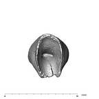 SK 852 Paranthropus robustus LLI2 apical
