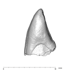 SK 852 Paranthropus robustus LLI2 distal