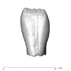 SK 852 Paranthropus robustus LLI2 labial