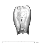 SK 852 Paranthropus robustus LLI2 lingual