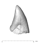 SK 852 Paranthropus robustus LLI2 mesial