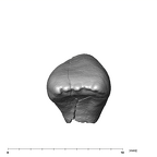 SK 852 Paranthropus robustus LLI2 occlusal