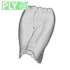 SK 852 Paranthropus robustus LLI2 ply
