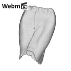 SK 852 Paranthropus robustus LLI2 ply movie