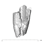 SK 852 Paranthropus robustus LRDC 1