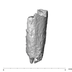 SK 852 Paranthropus robustus LRDC 2