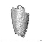 SK 852 Paranthropus robustus LRDC 3