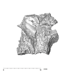 SK 852 Paranthropus robustus mandible fragment 1