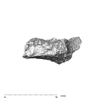 SK 852 Paranthropus robustus mandible fragment 2