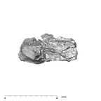 SK 852 Paranthropus robustus mandible fragment 3
