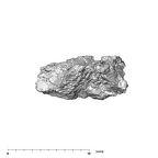 SK 852 Paranthropus robustus mandible fragment 4