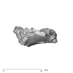 SK 852 Paranthropus robustus mandible fragment 5