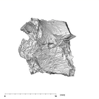 SK 852 Paranthropus robustus mandible fragment 6