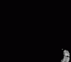 SK 852 Paranthropus robustus mandible fragment gif