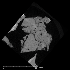 SK 852 Paranthropus robustus mandible fragment internal