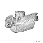 SK 852 Paranthropus robustus partial left hemimandible buccal