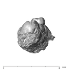 SK 852 Paranthropus robustus partial left hemimandible distal