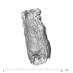 SK 852 Paranthropus robustus partial left hemimandible inferior