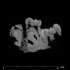 SK 852 Paranthropus robustus partial left hemimandible internal