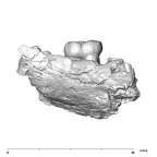 SK 852 Paranthropus robustus partial left hemimandible lingual