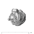SK 852 Paranthropus robustus partial left hemimandible mesial