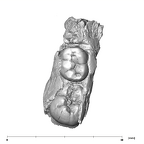 SK 852 Paranthropus robustus partial left hemimandible occlusal