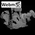SK 852 Paranthropus robustus partial left hemimandible ct stack movie