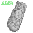 SK 852 Paranthropus robustus partial left hemimandible ply