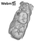 SK 852 Paranthropus robustus partial left hemimandible ply movie